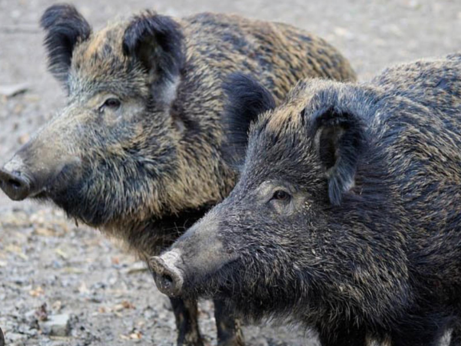 Dino Rossi COSPA - SprayNews - Monica Macchioni