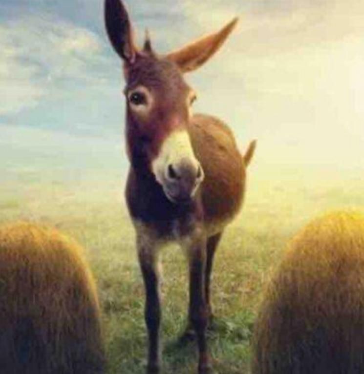 L’asino di Buridano e la Commissione Parlamentare d’Inchiesta. - SprayNews - Monica Macchioni