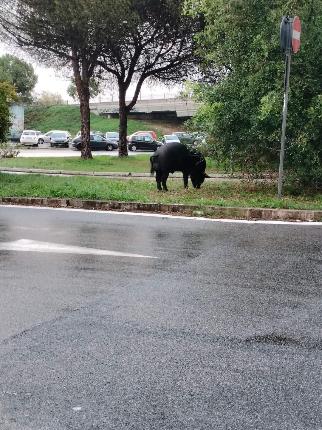 Forti Roma - SprayNews - Monica Macchioni